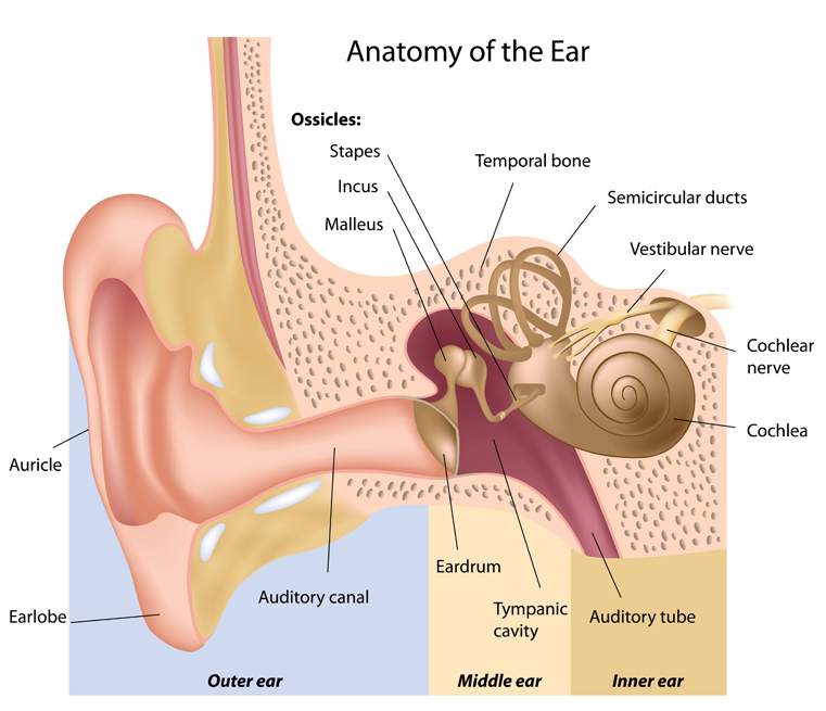auditory nerve diagram